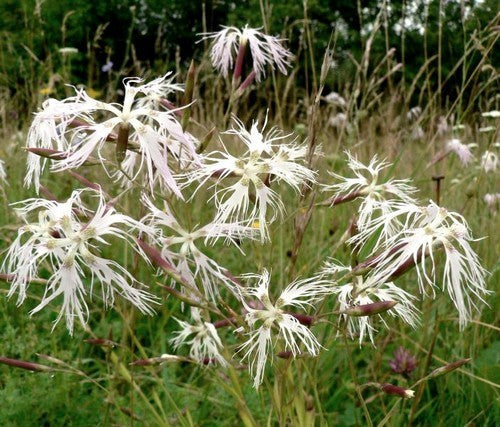 Dianthus superbus 'Albus'