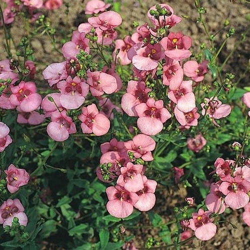 Diascia barberae 'Pink Queen'