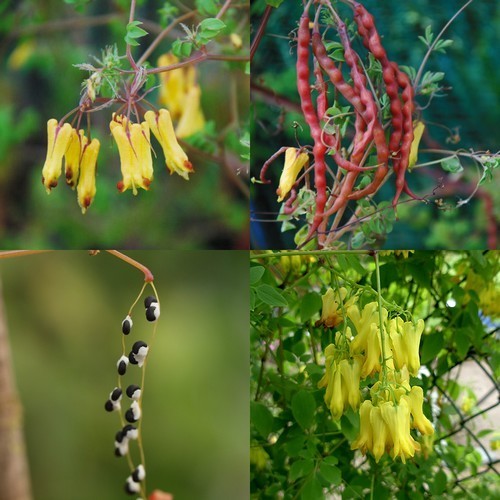 Dicentra torulosa