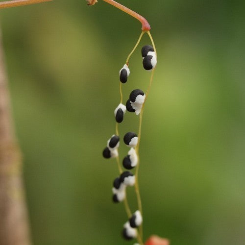 Dicentra torulosa