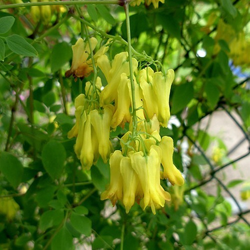 Dicentra torulosa