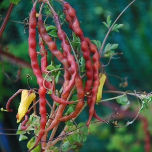 Dicentra torulosa
