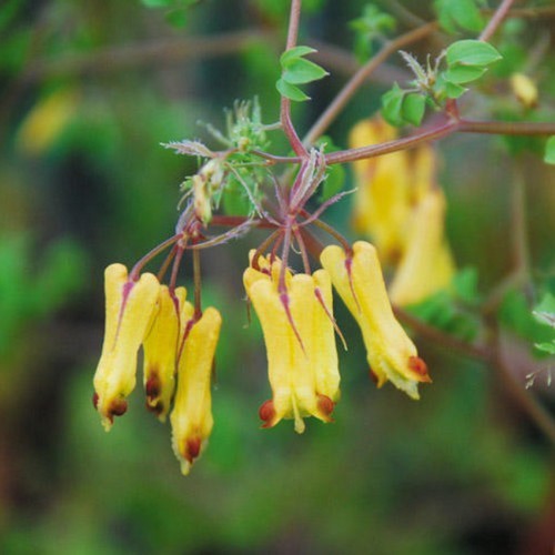 Dicentra torulosa