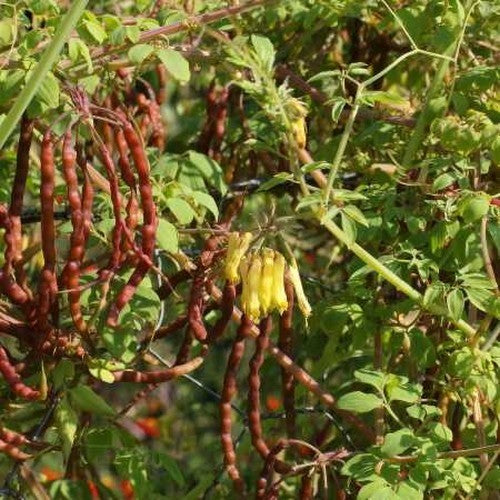 Dicentra torulosa