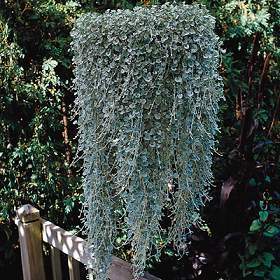 Dichondra argentea 'Silver Falls'