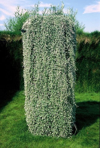 Dichondra argentea 'Silver Falls'