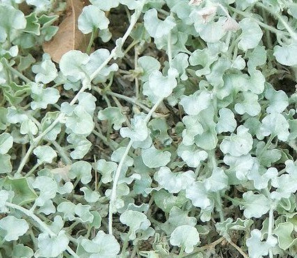 Dichondra argentea 'Silver Falls'