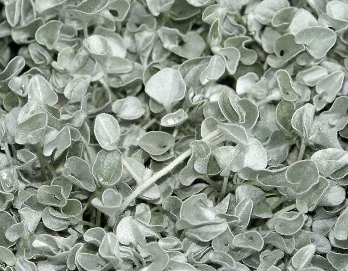 Dichondra argentea 'Silver Falls'