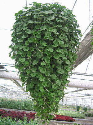 Dichondra micrantha