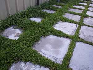 Dichondra micrantha