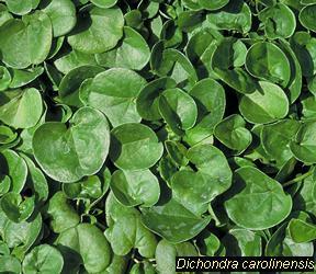 Dichondra micrantha