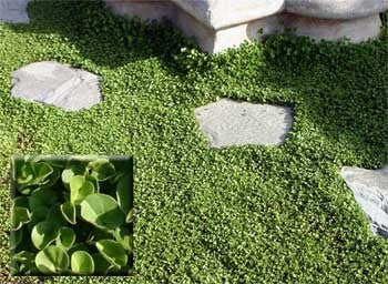 Dichondra micrantha