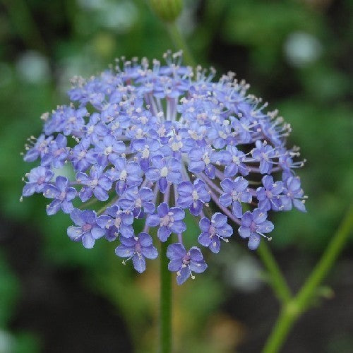 Didiscus caeruleus 'Lavender Blue'