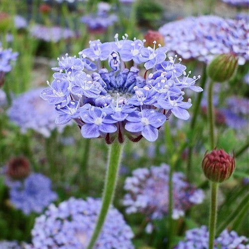 Didiscus caeruleus 'Lavender Blue'