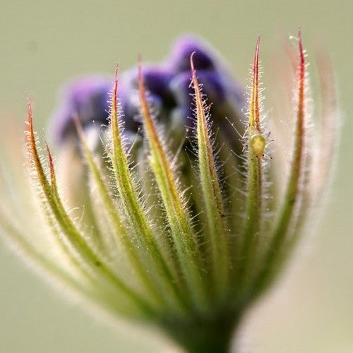 Didiscus caeruleus 'Lavender Blue'