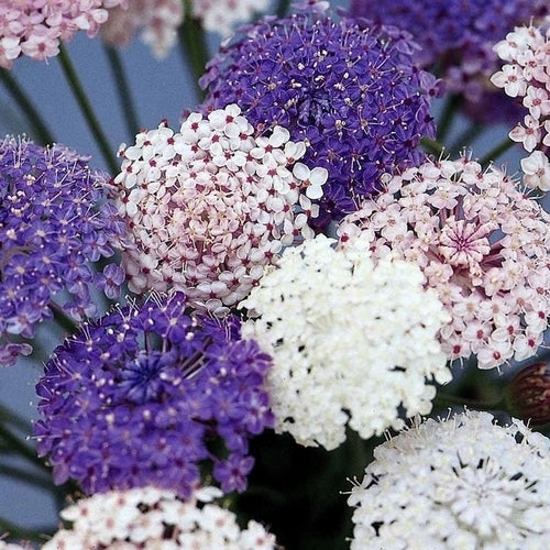 Didiscus caeruleus 'Mixed Lacy'