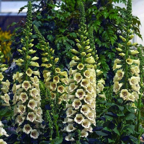 Digitalis purpurea ‘Camelot Cream’ F1 / 'Dalmatian White' F1