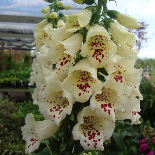 Digitalis purpurea ‘Camelot Cream’ F1 / 'Dalmatian White' F1