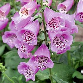 Digitalis purpurea ‘Camelot Lavender’ F1