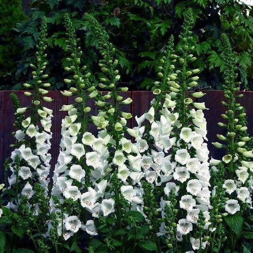 Digitalis purpurea ‘Camelot White’ F1