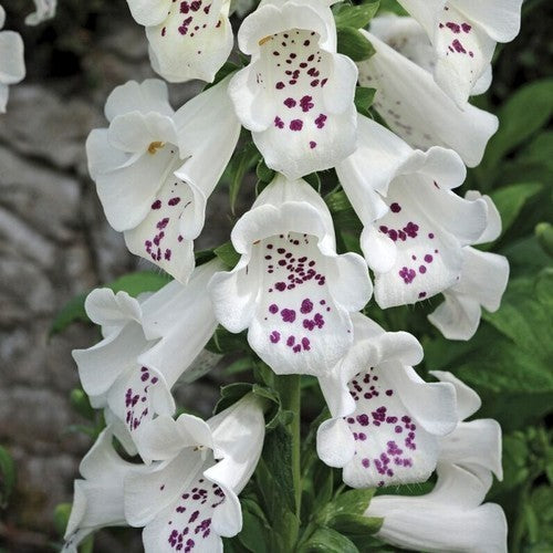 Digitalis purpurea ‘Camelot White’ F1