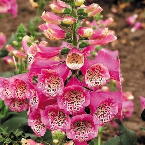 Digitalis purpurea ‘Camelot Rose’ F1