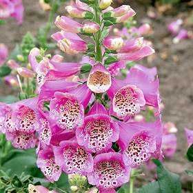 Digitalis purpurea ‘Camelot Rose’ F1