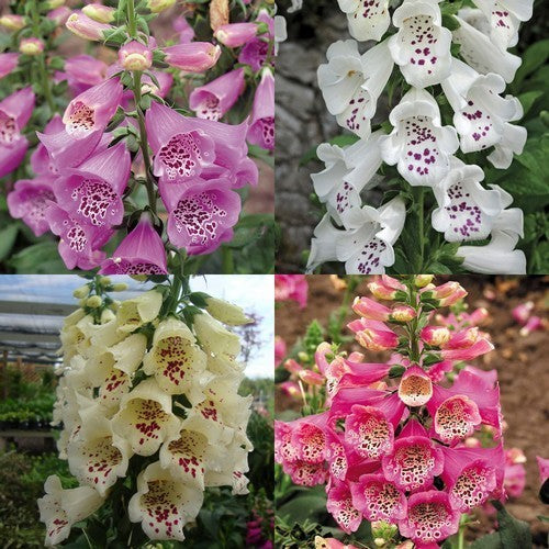 Digitalis purpurea ‘Camelot Quartet Mix’ F1