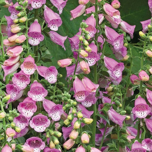 Digitalis purpurea 'Bubbly Pink' F1