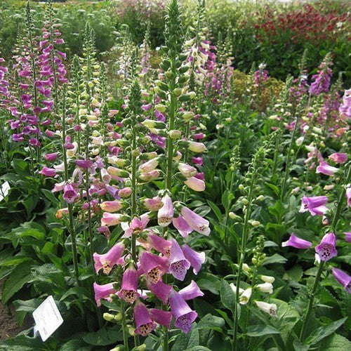 Digitalis purpurea 'Bubbly Pink' F1