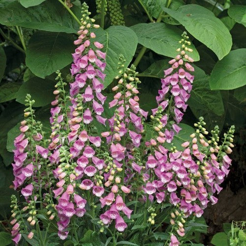 Digitalis purpurea 'Bubbly Pink' F1