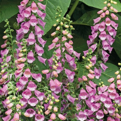 Digitalis purpurea 'Bubbly Pink' F1