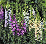 Digitalis purpurea 'Foxy Mixed' - 10.000 zaden (1 g)