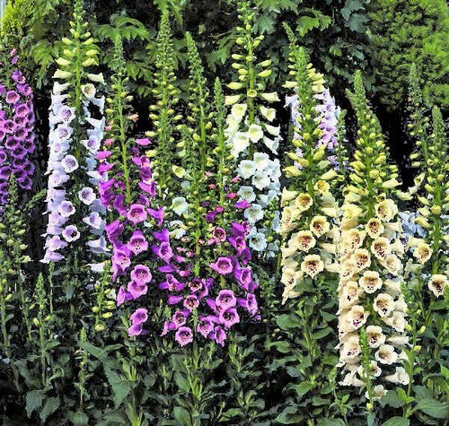 Digitalis purpurea 'Foxy Mixed'