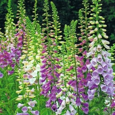 Digitalis purpurea 'Foxy Mixed'
