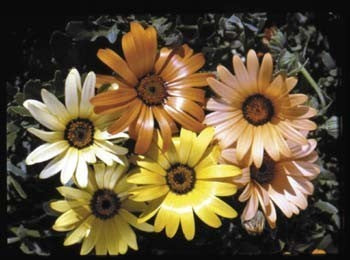 Dimorphotheca sinuata 'Pastel Shades Mixed' / 'Hybrids Mixed'