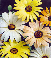 Dimorphotheca sinuata 'Pastel Shades Mixed' / 'Hybrids Mixed'