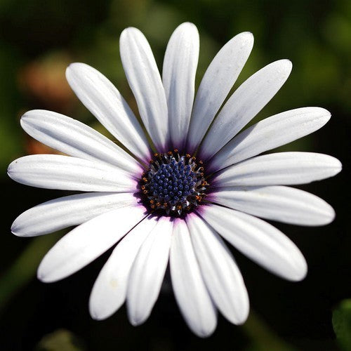 Dimorphotheca sinuata 'Polar Star' / 'Glistening White'