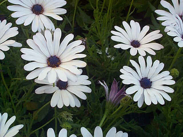 Dimorphotheca sinuata 'Polar Star' / 'Glistening White'