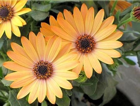 Dimorphotheca sinuata 'Salmon'