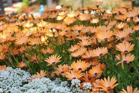 Dimorphotheca sinuata 'Salmon'