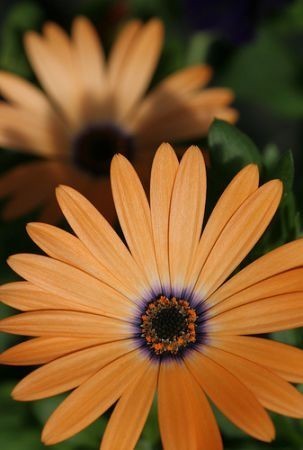 Dimorphotheca sinuata 'Salmon'