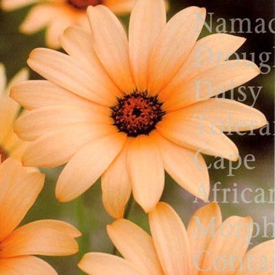 Dimorphotheca sinuata 'Salmon'