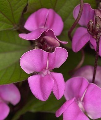 Dolichos lablab 'Purple'