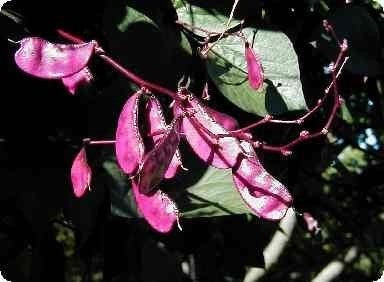 Dolichos lablab 'Purple'