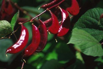Dolichos lablab 'Purple'