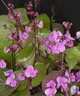 Dolichos lablab 'Purple'