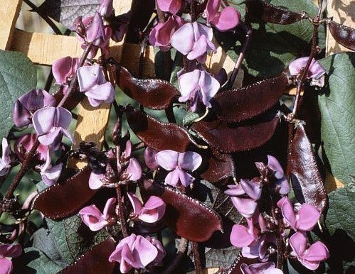 Dolichos lablab 'Purple'