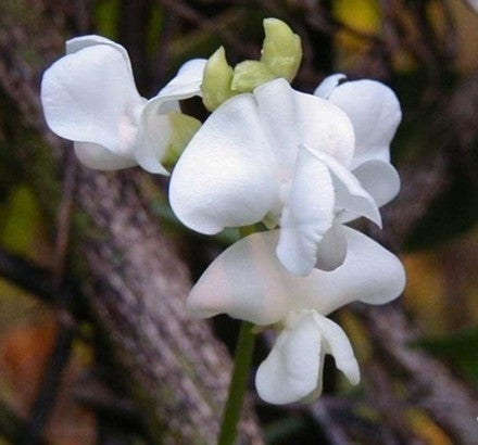 Dolichos lablab 'White'