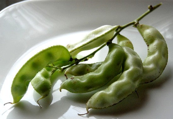 Dolichos lablab 'White'